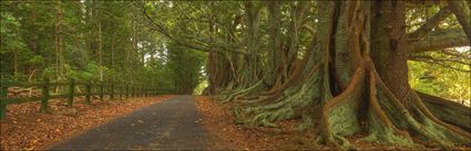 Norfolk Island Banyan - NSW H (PBH4 00 12023)